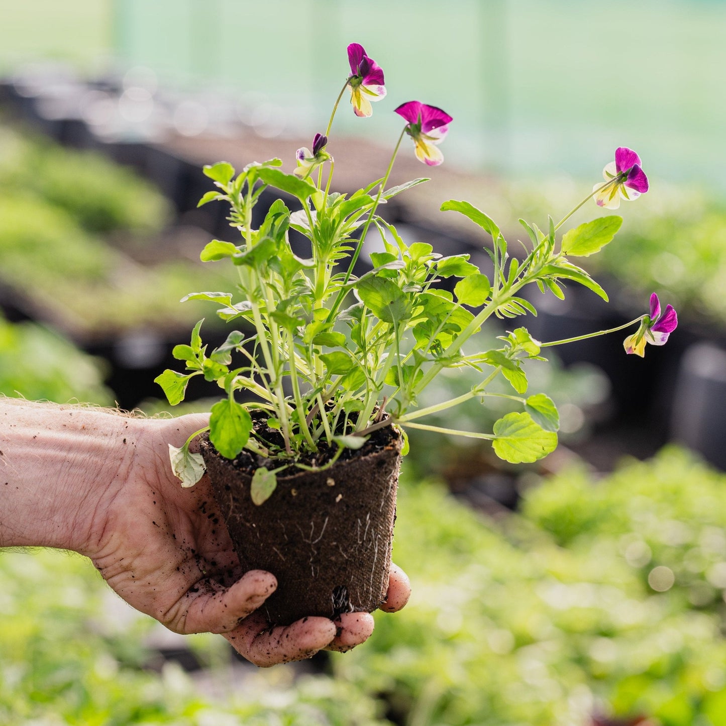 Seasonal Medicinal Edible Companion Flowers