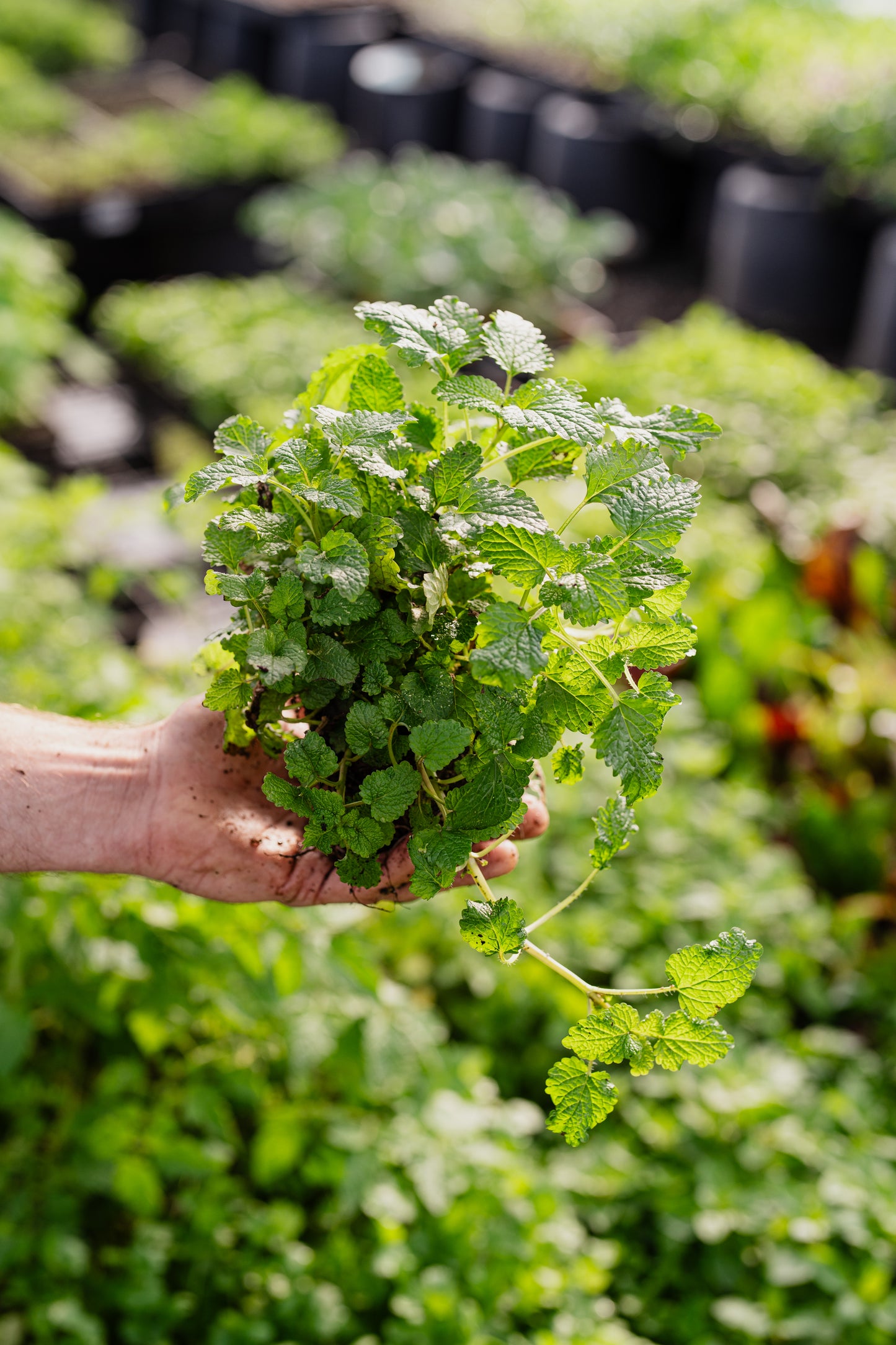 Seasonal Herb Box