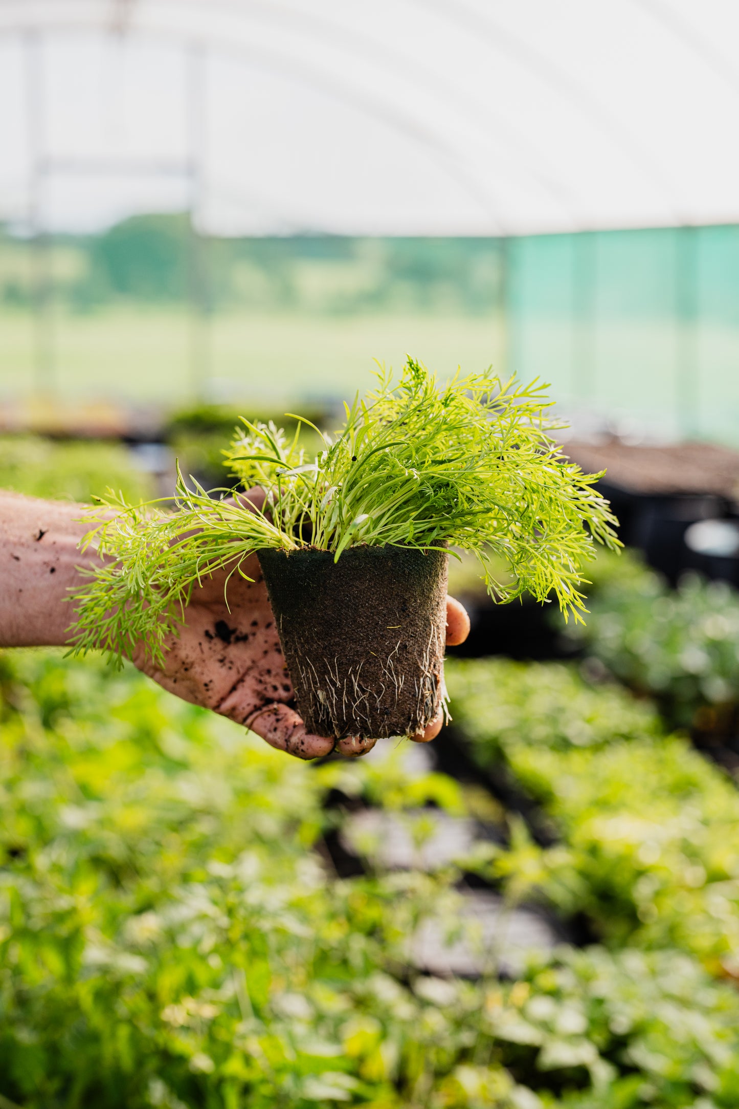 Seasonal Herb Box