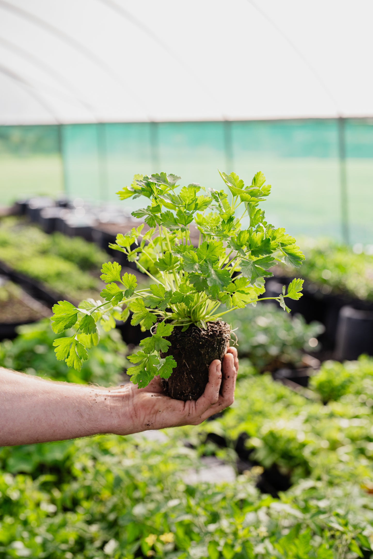 Seasonal Herb Box