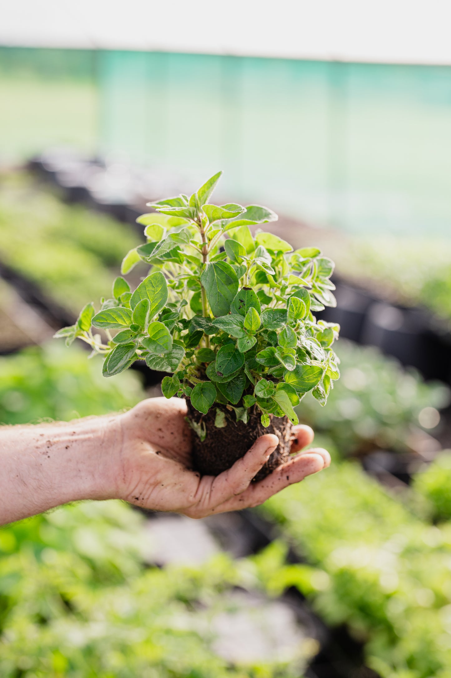 Seasonal Herb Box