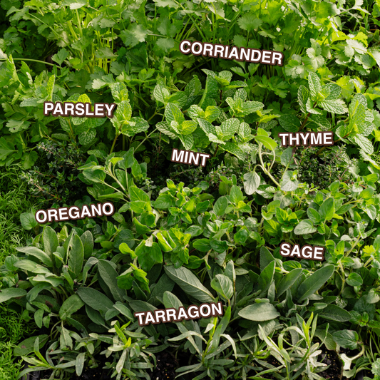Herb Box