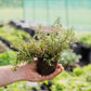 Seasonal Herb Box