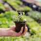 Seasonal Herb Box