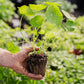 Seasonal Medicinal Edible Companion Flowers