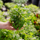 Seasonal Herb Box