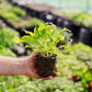 Seasonal Herb Box