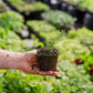 Seasonal Herb Box