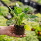 Instant Garden Advanced Greens Box