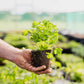 Seasonal Herb Box