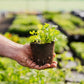 Seasonal Herb Box