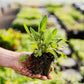 Seasonal Herb Box