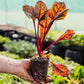 Instant Garden Advanced Greens Box