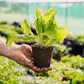 Instant Garden Advanced Greens Box