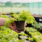 Seasonal Herb Box