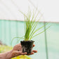 Seasonal Herb Box