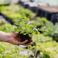 Seasonal Herb Box