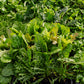 Instant Garden Advanced Greens Box