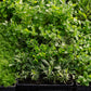 Seasonal Herb Box