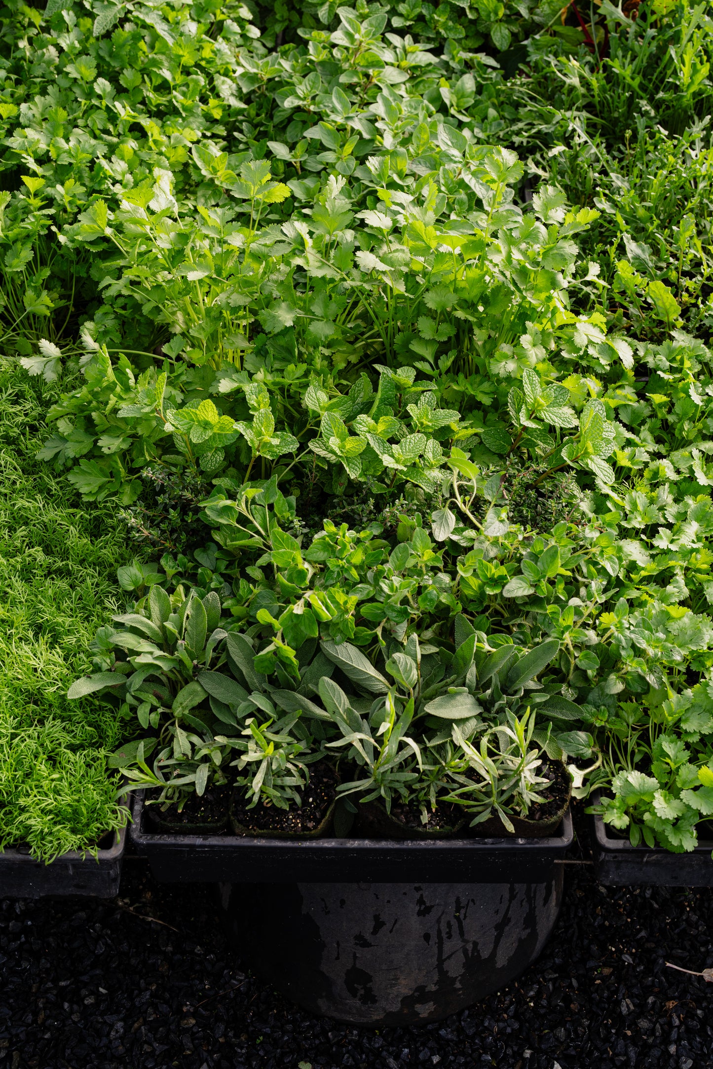 Seasonal Herb Box