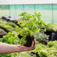 Seasonal Herb Box