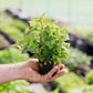 Seasonal Herb Box