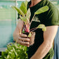 Seasonal Veggie Box