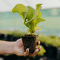Instant Garden Advanced Greens Box